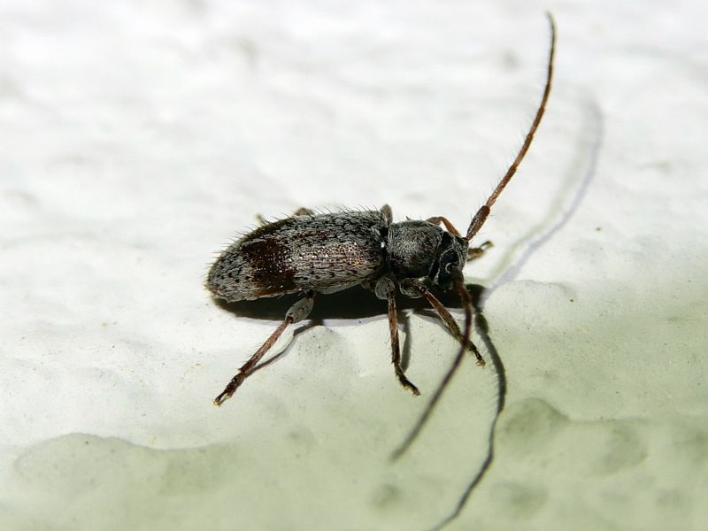 Cerambycidae: Exocentrus punctipennis